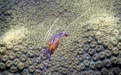 I took this macro of a Cleaner Shrimp while working my Di... by Jason Llewellyn 